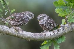 开云体育中国-逆转之轮与不朽之火，当梅赛德斯重燃银箭锋芒，阿隆索以岁月为薪