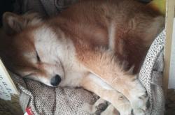 开云体育APP下载-戈贝尔化身稳定器，鹈鹕力克骑士启示录，当基石型球员不掉线