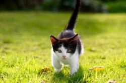 开云体育app-星球两端，当黄喜灿征服英超时，巴萨正在墨西哥掀起红色狂潮