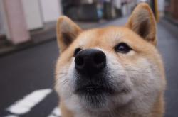 开云体育平台APP-绿茵棋局，当福登的利刃刺穿拜仁的黄昏