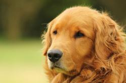 开云体育app-绝杀时刻，武神降临！山西队终场奇迹逆转鹈鹕