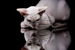 开云体育在线-布克持续制造杀伤，步行者对阵魔术的战术镜像