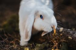 开云体育中国-红黑军团的闪电战，黄色潜水艇的叹息夜，拉亚一夫当关定乾坤