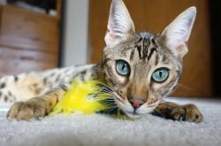 开云体育平台APP-跨界启示录，当东决战鼓敲响时，厄德高在绿茵场写下新维度