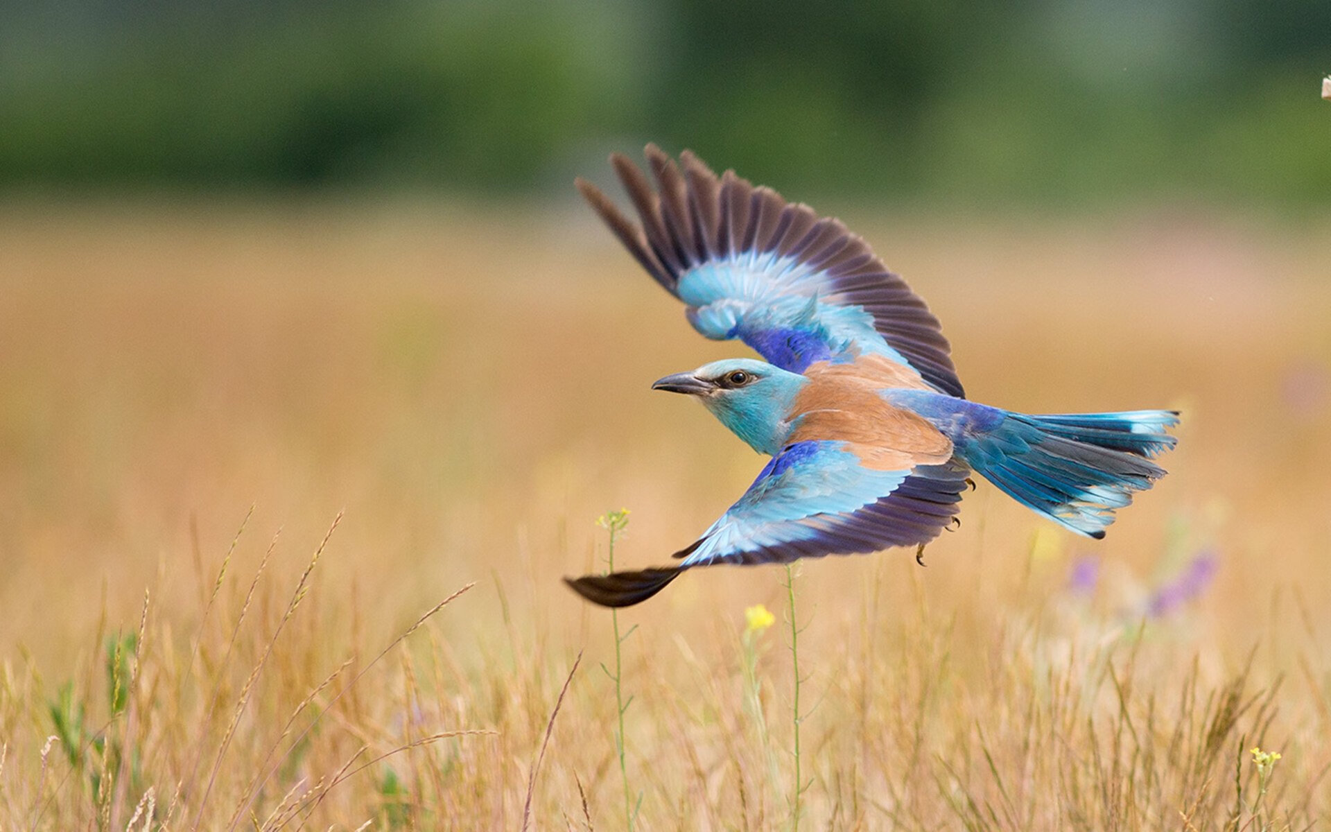 梦幻头槌击碎东瀛铁壁，戈麦斯一鸣惊人，墨西哥上演逆转奇迹