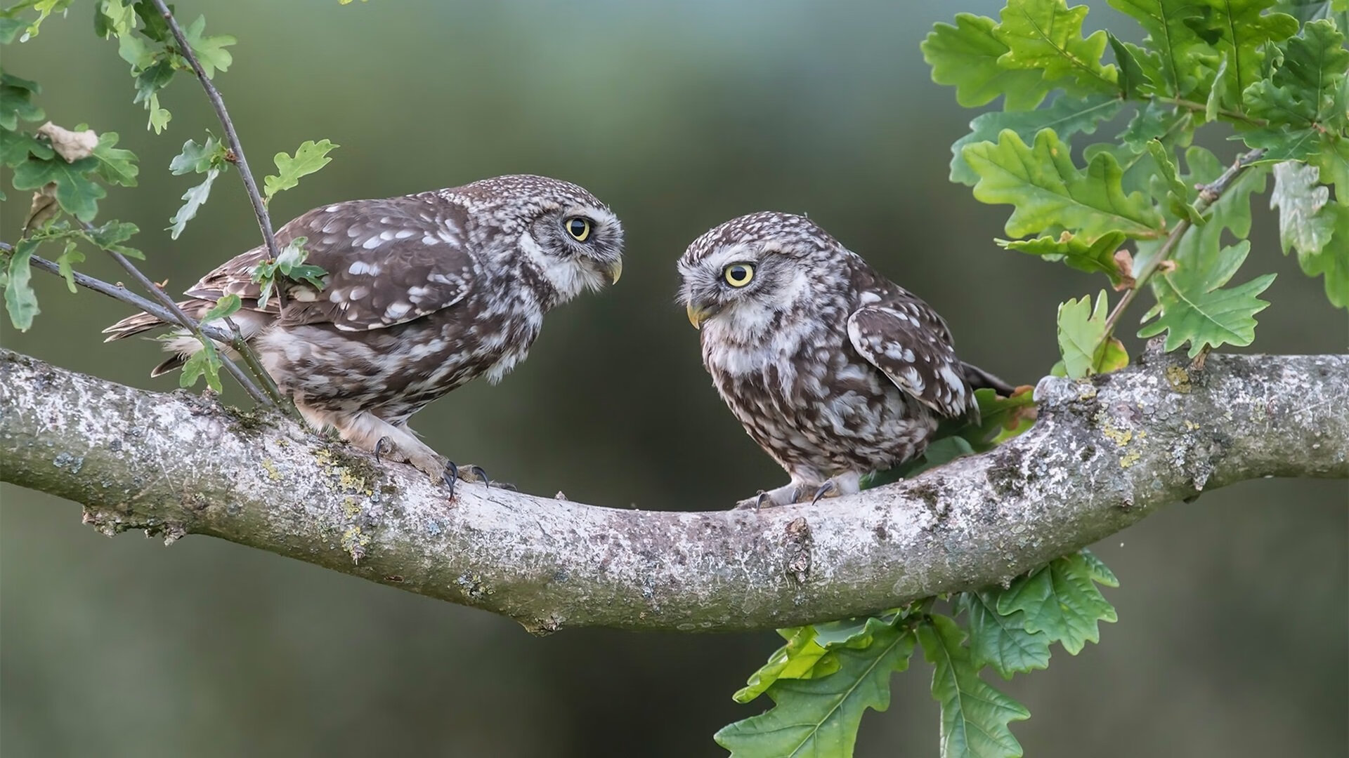 逆转之轮与不朽之火，当梅赛德斯重燃银箭锋芒，阿隆索以岁月为薪