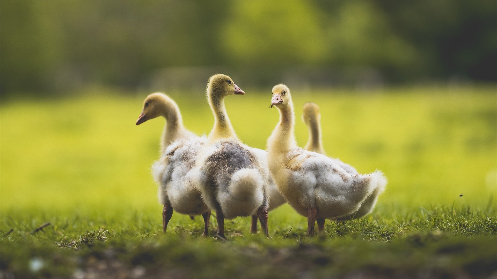 双响炮，哈斯车队完胜迈凯伦，拉塞尔惊艳四座