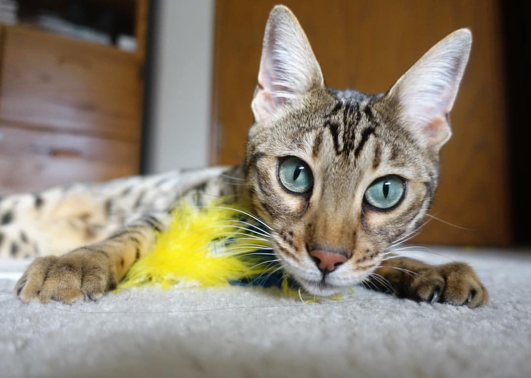 广东第三节崩盘迷雾，切特末节救主，魔术单节狂胜15分定乾坤