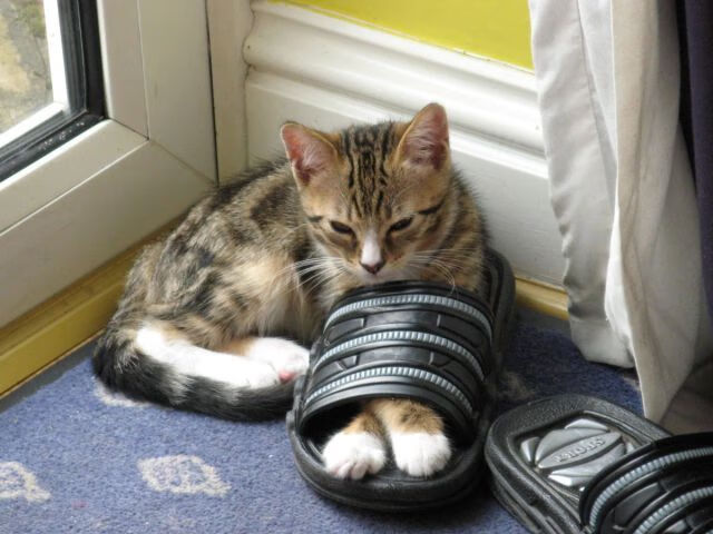 穆勒的隐形博弈，从战术镜像看阿尔及利亚如何代行压制比利时