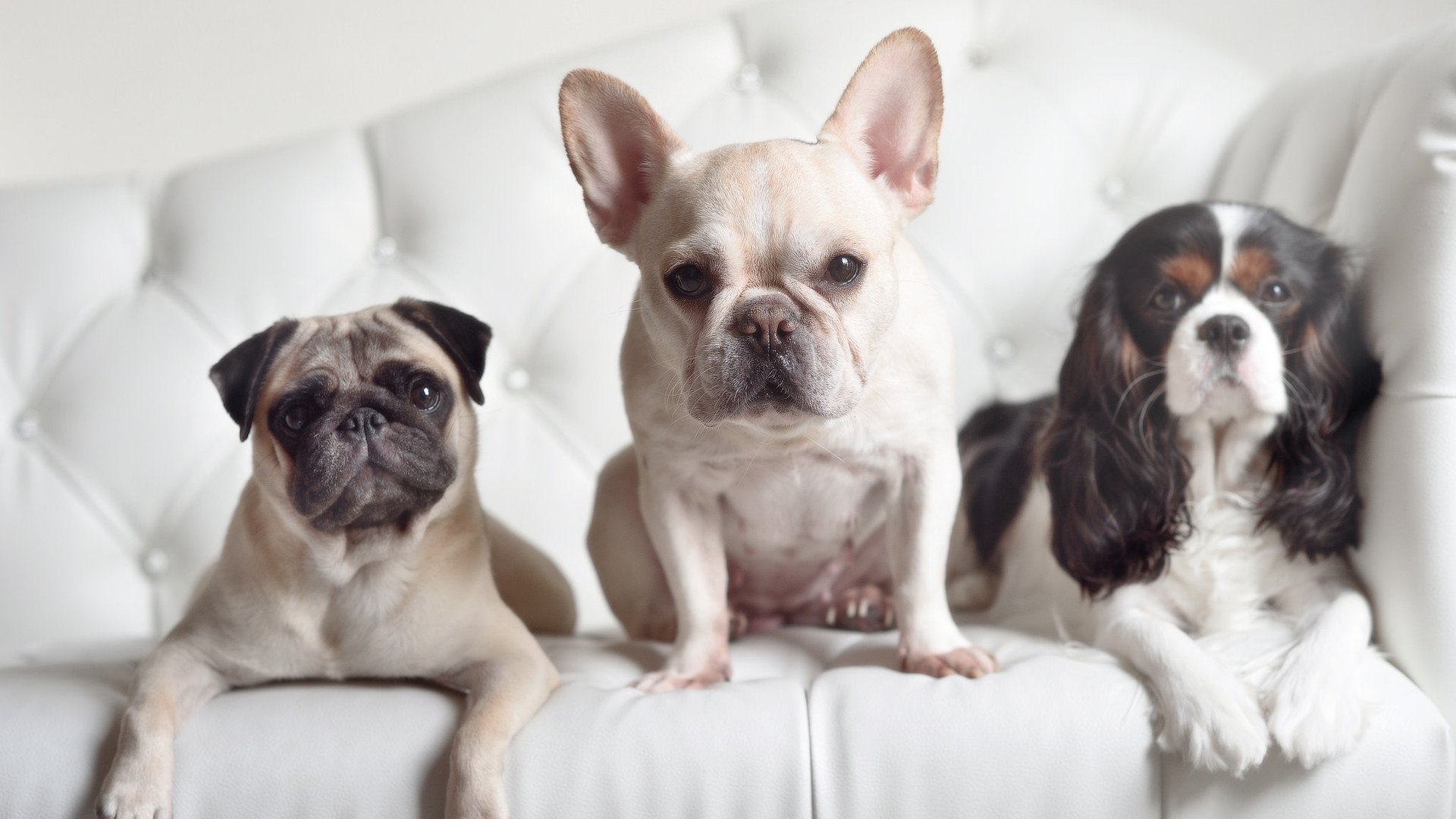 绿茵无疆，当巴斯克雄狮鏖战波斯铁骑，孙兴慜成为东西方足球的共舞者