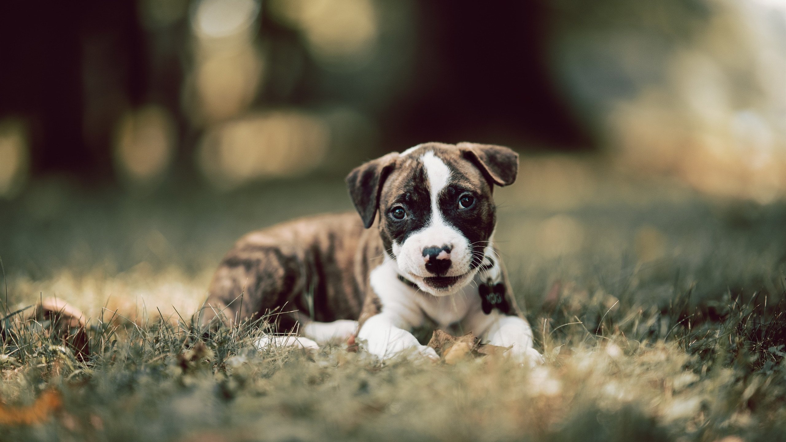亚特兰大三箭定江山，意甲焦点战击溃瑞典劲旅马尔默