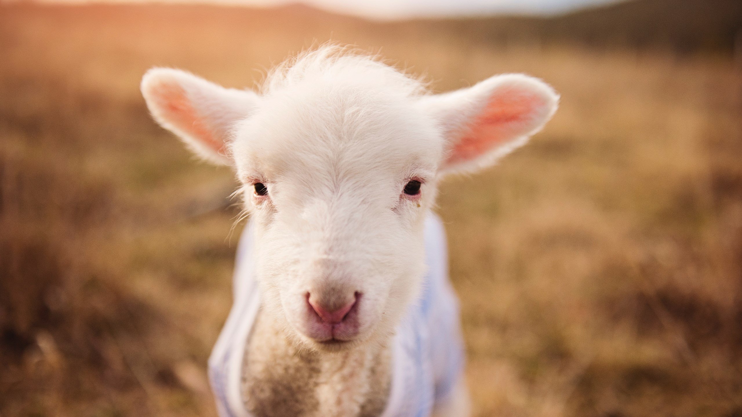 跨越领域的孤注一掷，从情歌球场到抢七赛场，极境中谁能为我独尊？