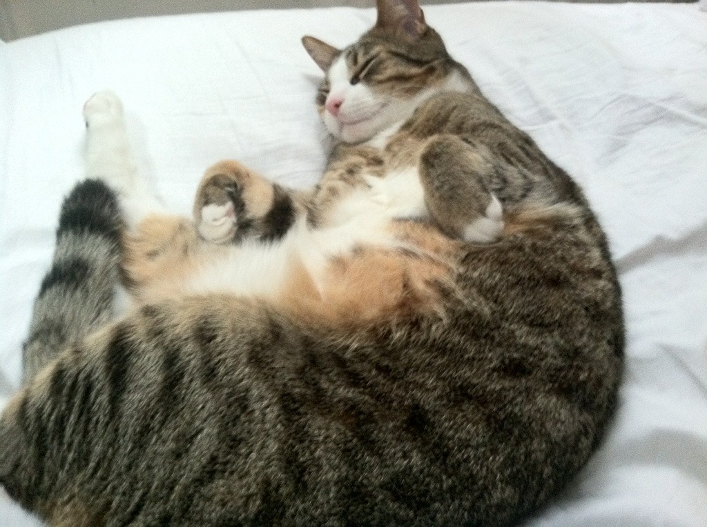 冰冷数据下的热血真相，当焦点战成为一面照妖镜