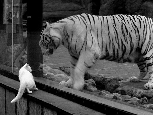 绝境突围的英雄，蒂亚戈一锤定音，沙特关键战力克土耳其