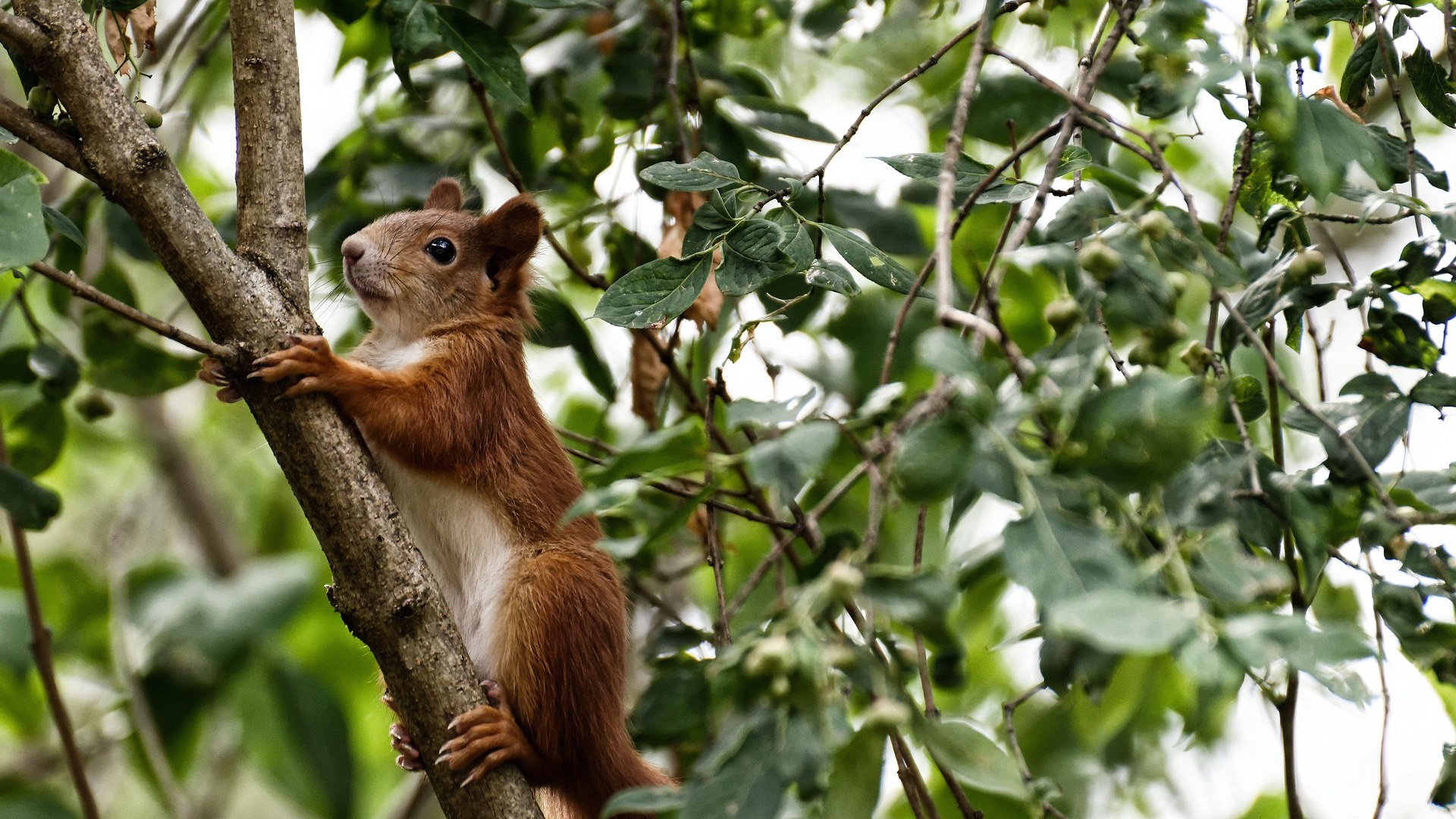 当库有引力遭遇首钢铁幕，两种胜利哲学的灵魂对话