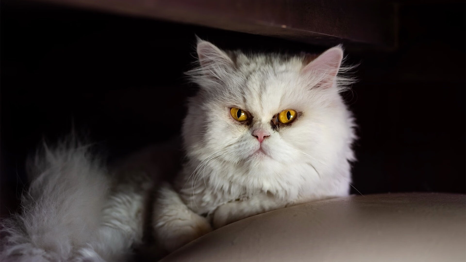 葡萄牙之星闪耀欧战，意甲豪强补时绝杀马赛，诠释足球奇迹