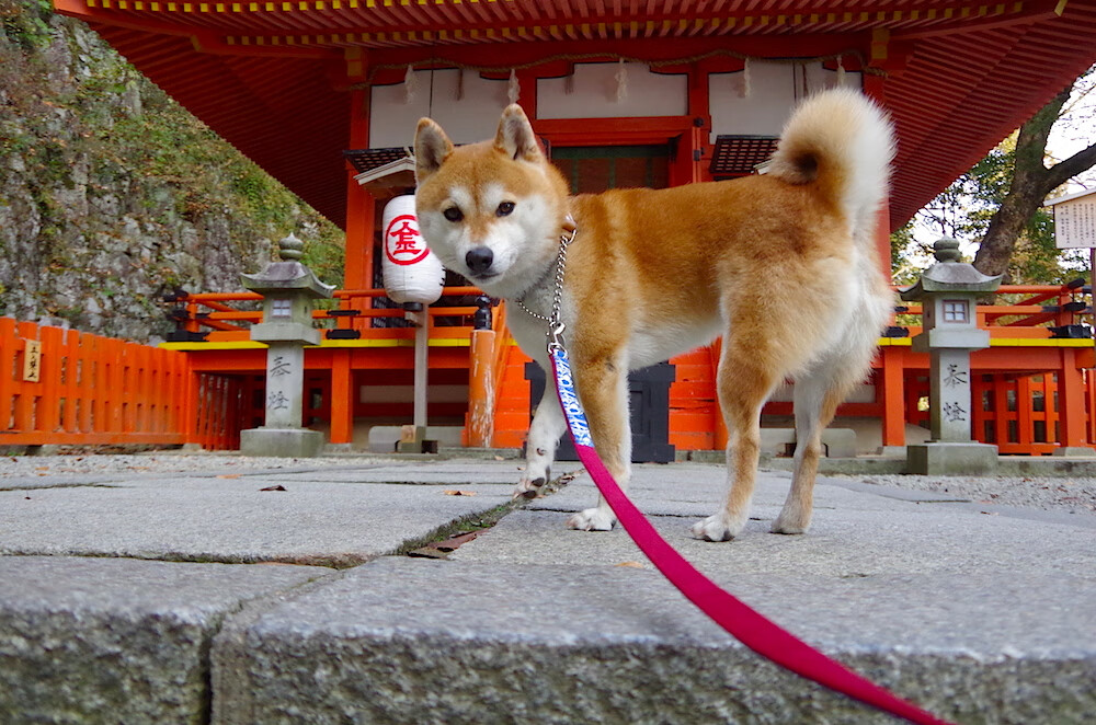 闪电划破绿茵场，当韩国遇上贝蒂斯，迪亚斯的进攻风暴无人可挡