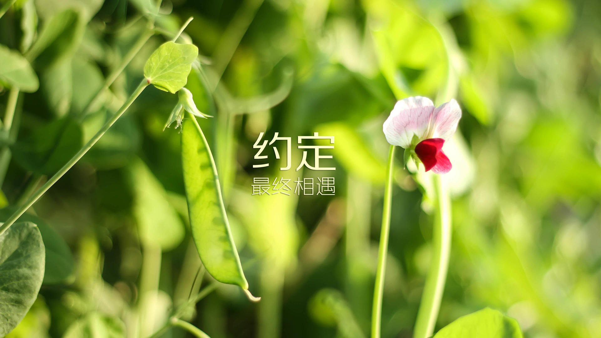 异军突起,2026世界杯G组焦点战,印度替补奇兵导演惊天逆转,坎塞洛铁血统治客场险胜美国