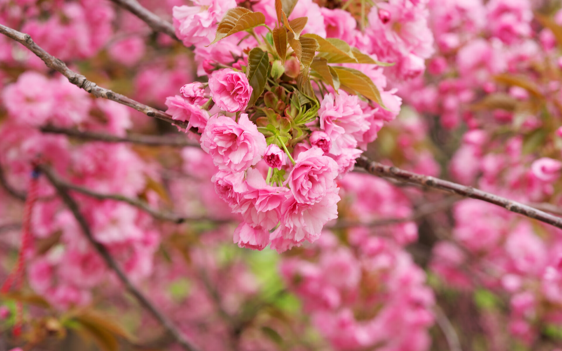 血色夜幕下的三重奏,2026世界杯E组关键战,波兰横扫加纳,姆巴佩带队取胜的宿命交响
